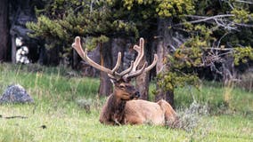 Yellowstone National Park finds 1st case of fatal brain disease after deer carcass tests positive