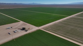 Tensions are bubbling up at thirsty Arizona alfalfa farms as foreign firms exploit unregulated water