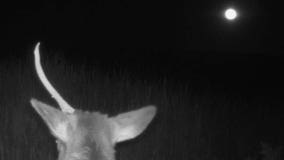 Full Moon brings out 'unicorn' in Arizona national park