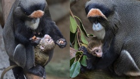 De Brazza’s monkey born at San Diego Zoo for 1st time in 26 years