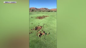 Why did javelinas damage an Arizona golf course?