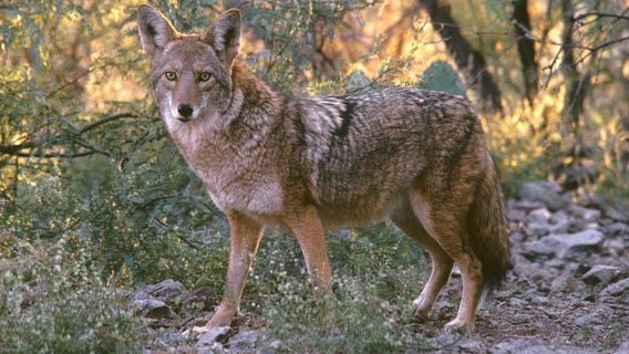 Police shoot, kill coyote that bit 4-year-old Mesa girl