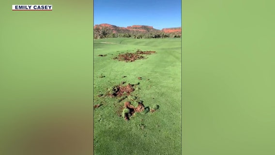Why did javelinas damage an Arizona golf course?