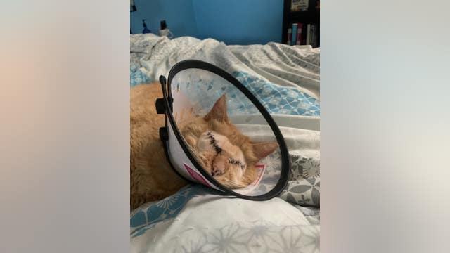 Arizona cat owner faced with tough choice as vet bills are on the rise