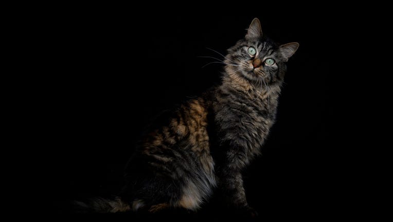 Cats use nearly300 unique facial expressions to communicate: Study