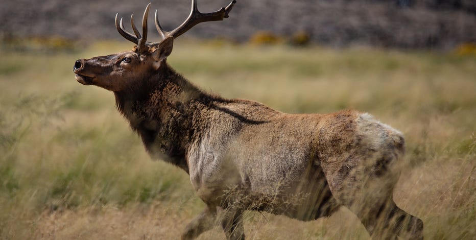Woman killed in what's believed to be the first deadly elk attack in Arizona