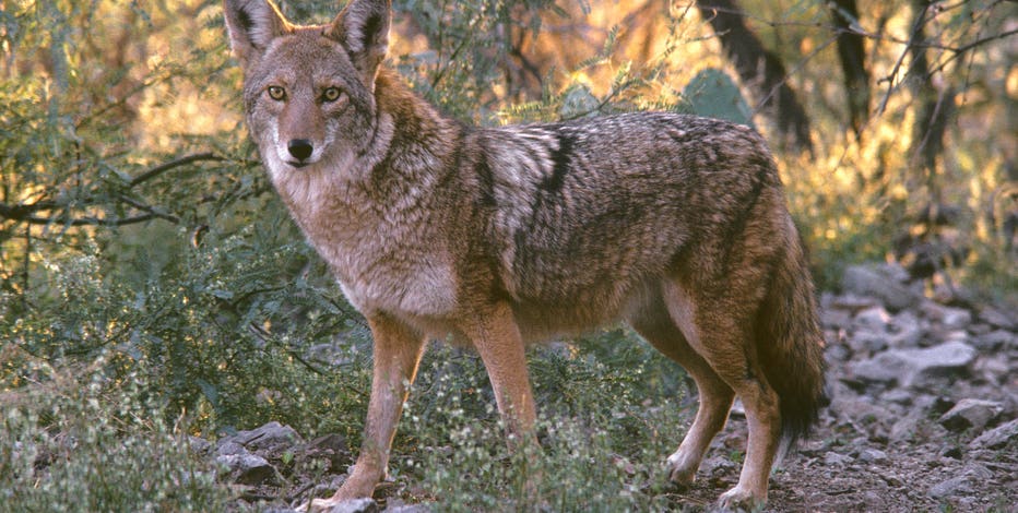 Police shoot, kill coyote that bit 4-year-old Mesa girl