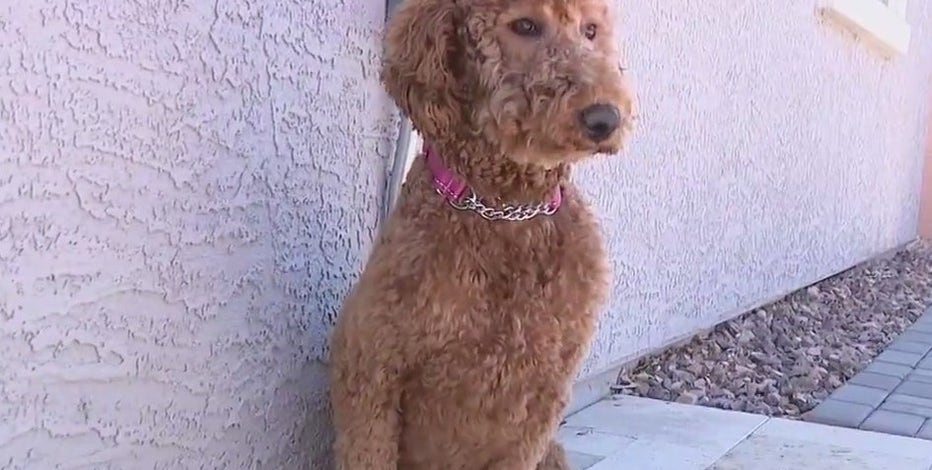 19-day search for puppy ends happily after community rallies to find her