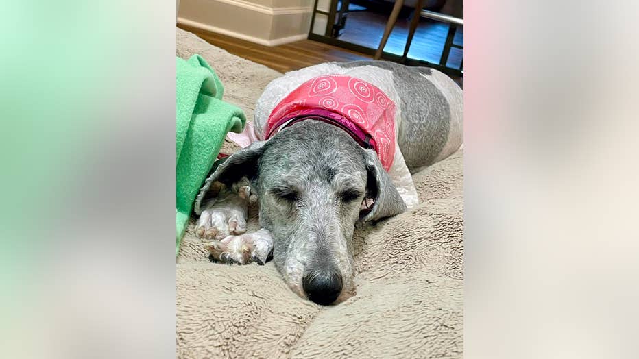 Neglected, matted dog in West Texas makes incredible transformation