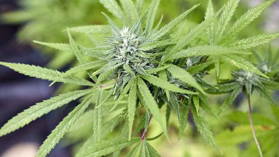 A cannabis plant. (Photo by Georg Wendt/picture alliance via Getty Images)