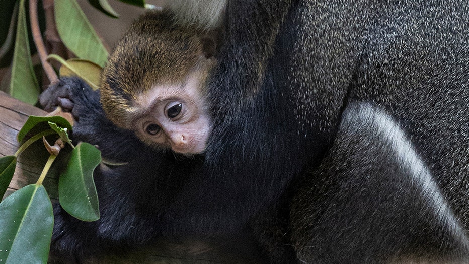 Monkey born at San Francisco Zoo