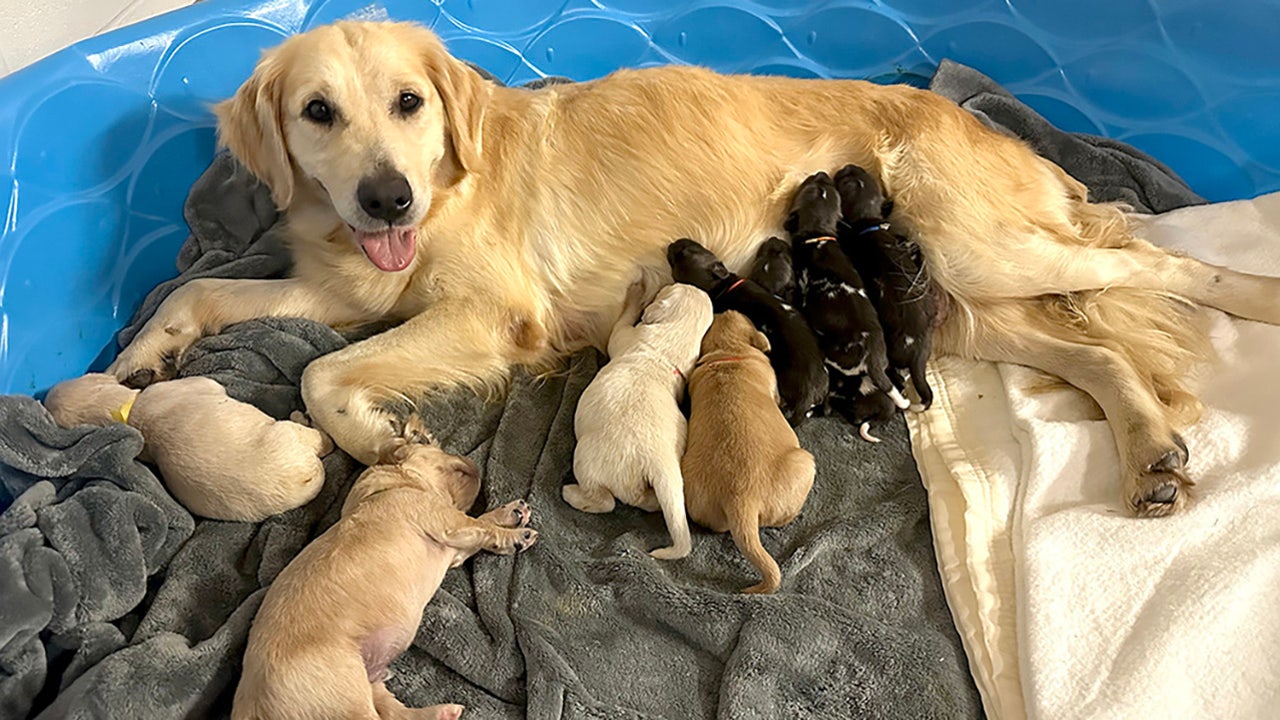 Golden retriever puppies store in my area