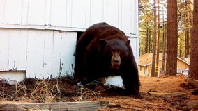 Man chases squatting black bear from crawlspace with a paintball gun