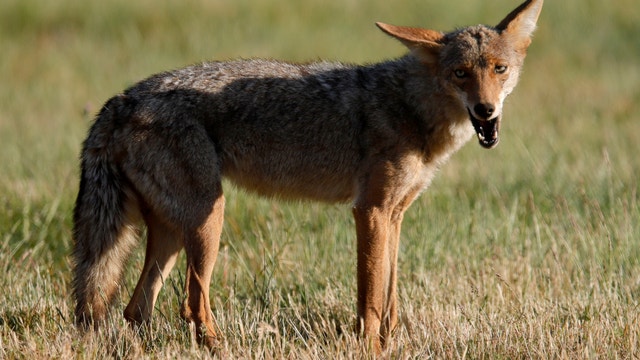 3 coyote attacks on people reported within just days in north Phoenix