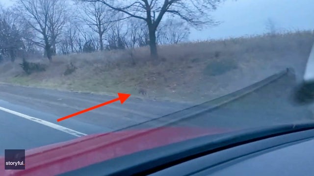 Police search for kangaroo spotted hopping Friday morning in Ontario, Canada