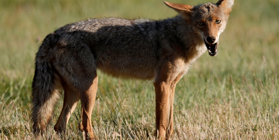 3 coyote attacks on people reported in the last three days in north Phoenix