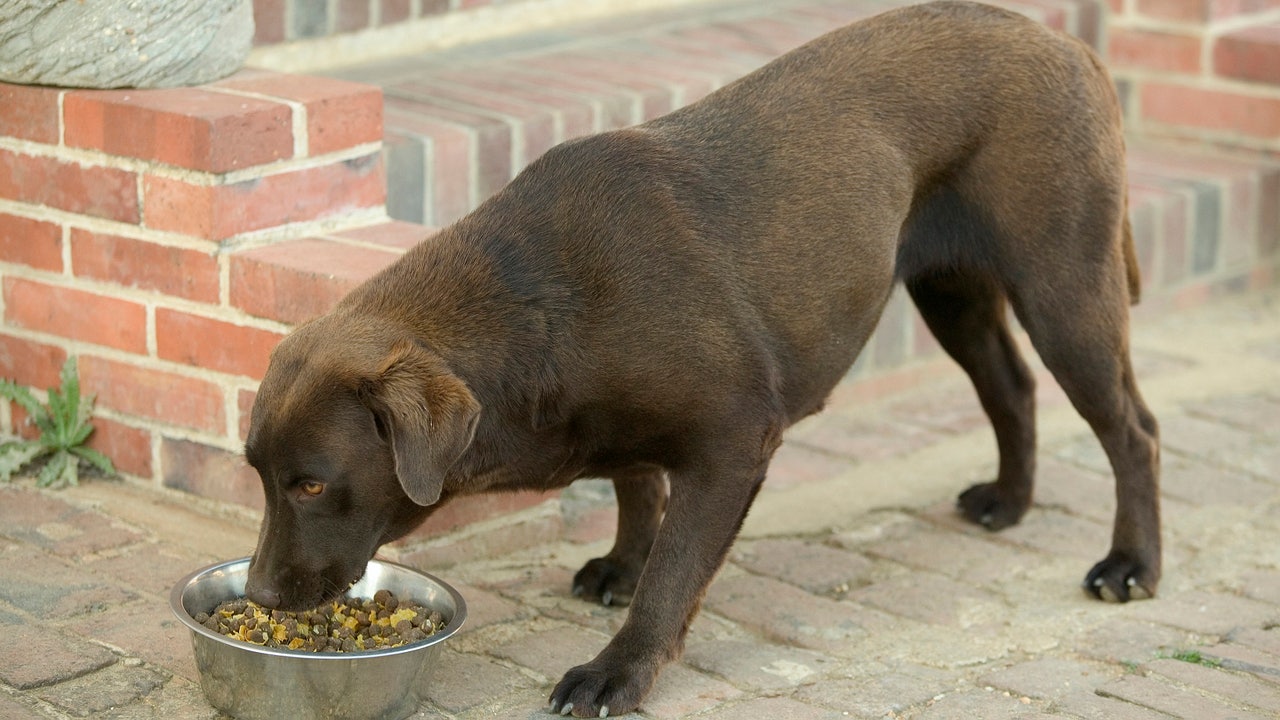 Purina dog store food causing seizures