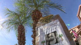 North Phoenix HOA bans palm trees from front yards, sparks community outcry