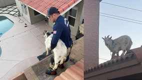 Goat rescued off of Glendale home's roof: 'I was kind of in shock'