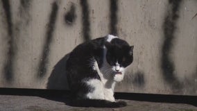 Advocates search for answers as Chandler cat colony appears to be targeted by animal abusers