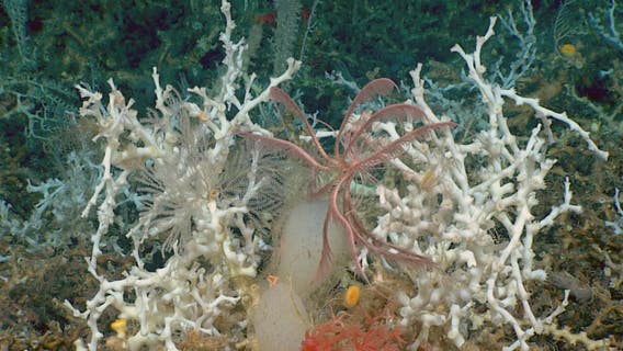 Largest known deep-sea coral reef mapped off Florida coast is larger than Vermont: 'It’s eye-opening'
