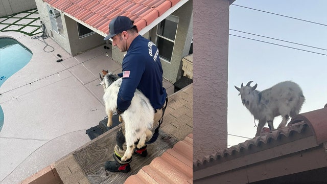 Goat rescued off of Glendale home's roof: 'I was kind of in shock'