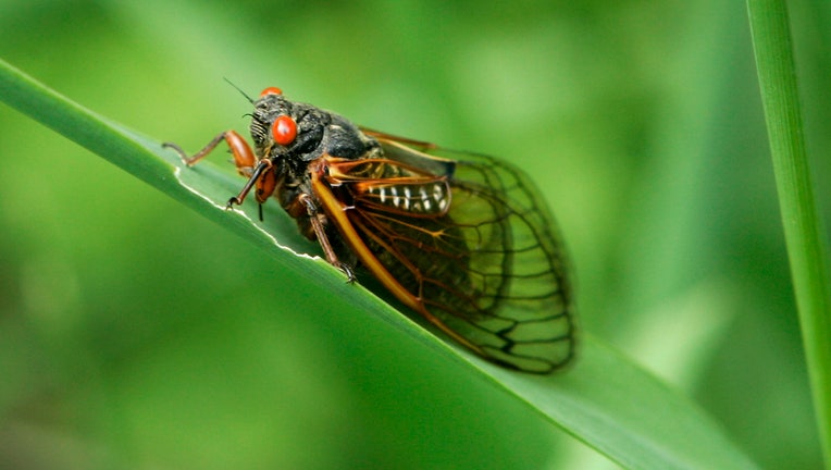 flying bugs in grass        
        <figure class=