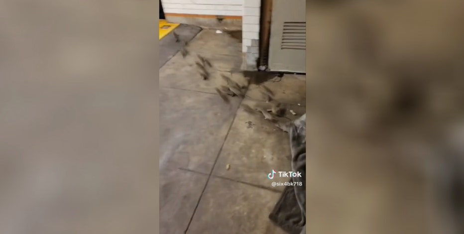 Video: Rats scurry from under homeless person’s blanket in NYC subway