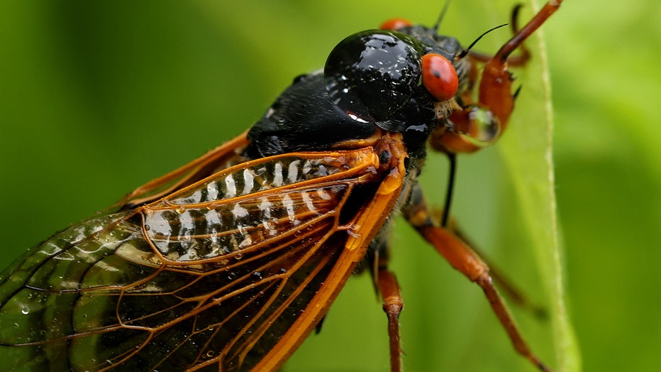 2024 is the year of the double cicada emergence, a 'simultaneous
