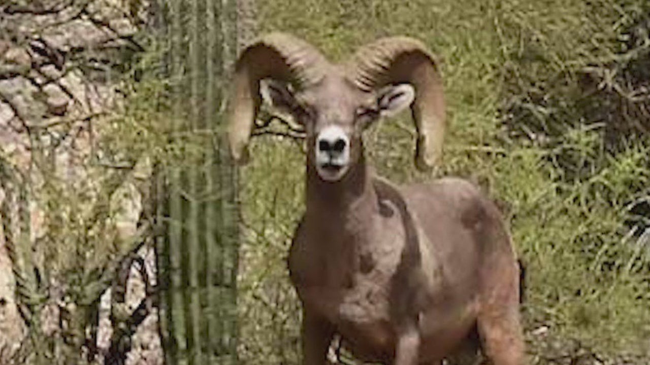$6.5K reward as Arizona officials investigate the killing of a desert bighorn sheep near Gila Bend