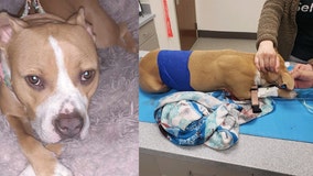 Shawnee Dog Park stabbing: Chandler dog, Tawny, killed by unknown suspect