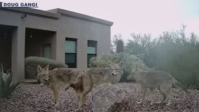 'This is their territory': Wildlife captured on Phoenix man's backyard camera