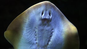 Stingray pregnancy shocks aquarium, shark lab in NC: 'We have no male'