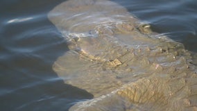'Alligator' freakout: People calling 911 after seeing fake gator in lake at Mesa park