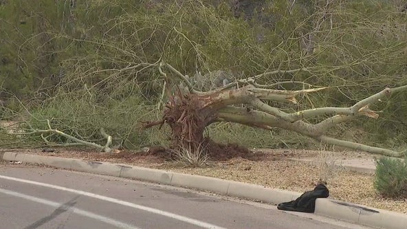 Teen killed, another in critical condition after crashing into tree in north Phoenix, PD says