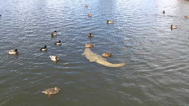 'Alligator' lurking in the water at Mesa park catches visitors' attention