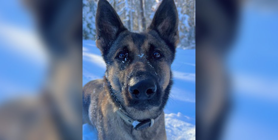 Massachusetts police K9 tracks scent for over 2 miles to find missing 12-year-old in freezing cold