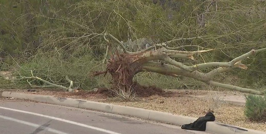 Teen killed, another in critical condition after crashing into tree in north Phoenix, PD says