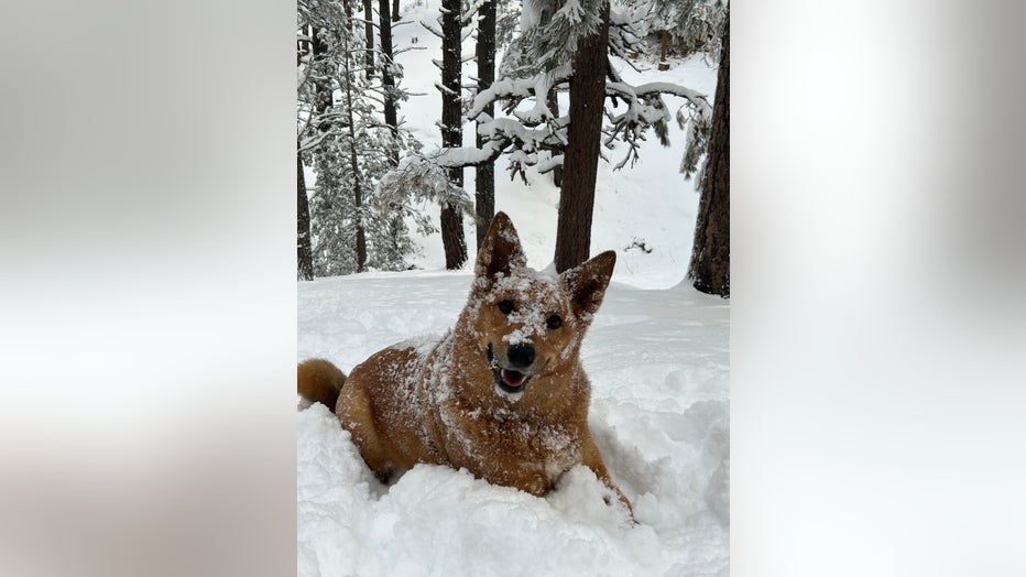 Some people dont like the snow. Others, like Luna here, seem to be having a great time out there! Thanks Michaela Leikam for sharing this photo of her dog out in the Flagstaff area!