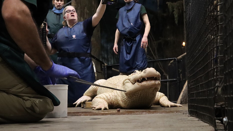 Leucistic-alligator2.jpg