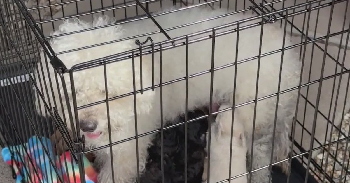 4 dogs and 7 puppies rescued from Phoenix house fire | FOX 10 Phoenix