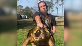 100-year-old giant alligator snapping turtle vanishes along North Carolina interstate