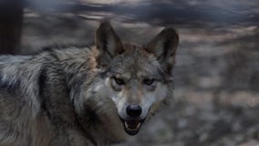 Mexican gray wolves boost their numbers, but a lack of genetic diversity remains a threat