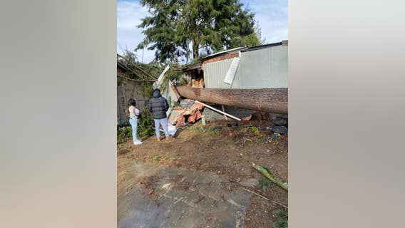 ‘They cannot live here’: Windstorm topples tree in Lynnwood, damaging 4 mobile homes