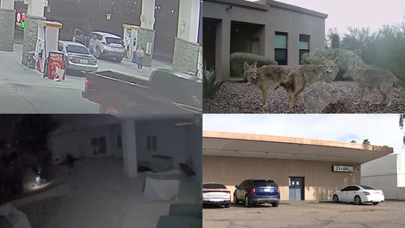 Wildlife captured on backyard camera; apparent kidnapping seen in security footage: this week's top stories