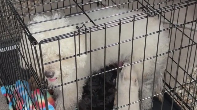 4 dogs and 7 puppies rescued from Phoenix house fire