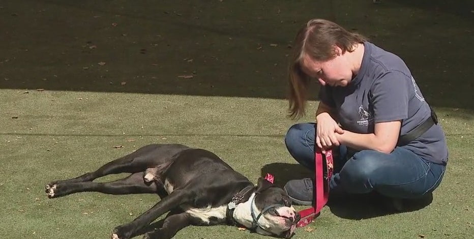 Meet Taki: 3-year-old Arizona pup looking for forever home after 640+ days in shelter