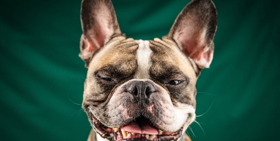 Here are the most popular dog breeds of 2023, according to the AKC