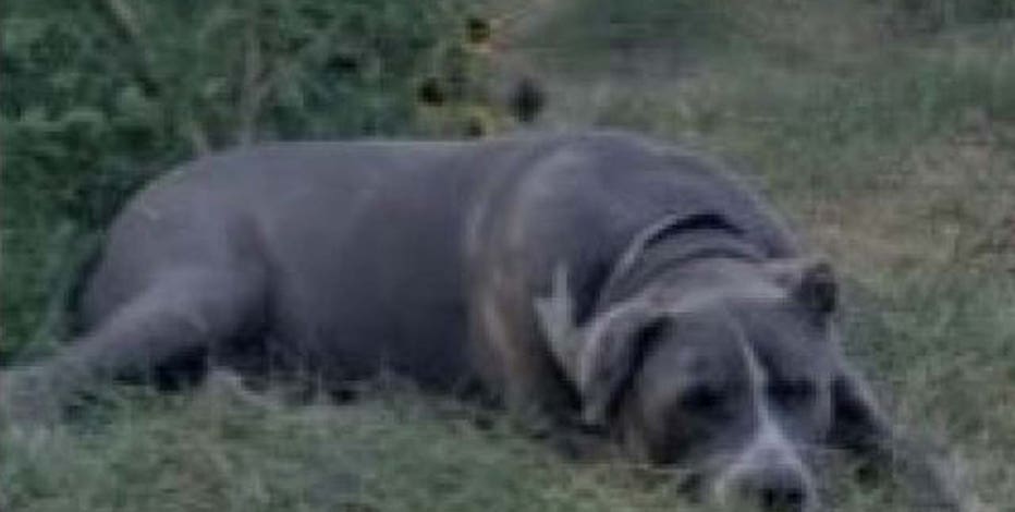 Dog doused with gasoline, lit on fire in Phoenix; Silent Witness offers reward