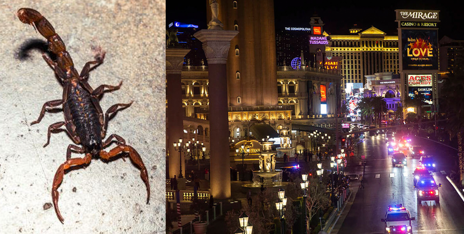 California man allegedly stung in testicles by scorpion at popular Las Vegas Strip resort